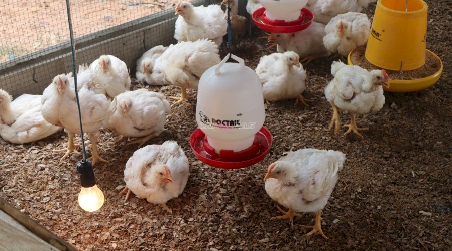 Pembinaan Kemandirian Berbuah Hasil, Lapas Amuntai Panen 17 Ekor Ayam Pedaging