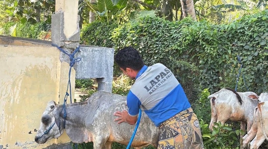 Lapas Palu Dorong Kemandirian Warga Binaan melalui Pembinaan Peternakan
