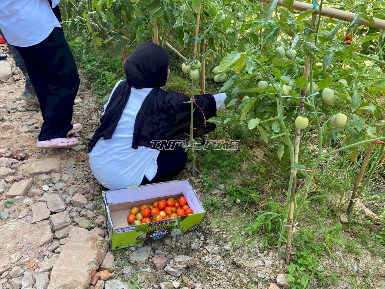 Panen 75 Kg Tomat dan Terung, Rutan Unaaha Dorong Warga Binaan Aktif Bertani