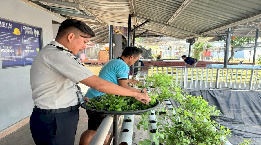 Tetap Produktif di Musim Kemarau, Lapas Narkotika Karang Intan Panen Mint untuk Produksi Teh Mint Laskarin