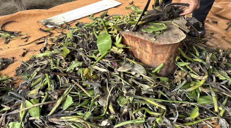 Dari Gulma Jadi Berdaya, Lapas Amuntai Olah Eceng Gondok Sisa Panen Patin Jadi Bokashi