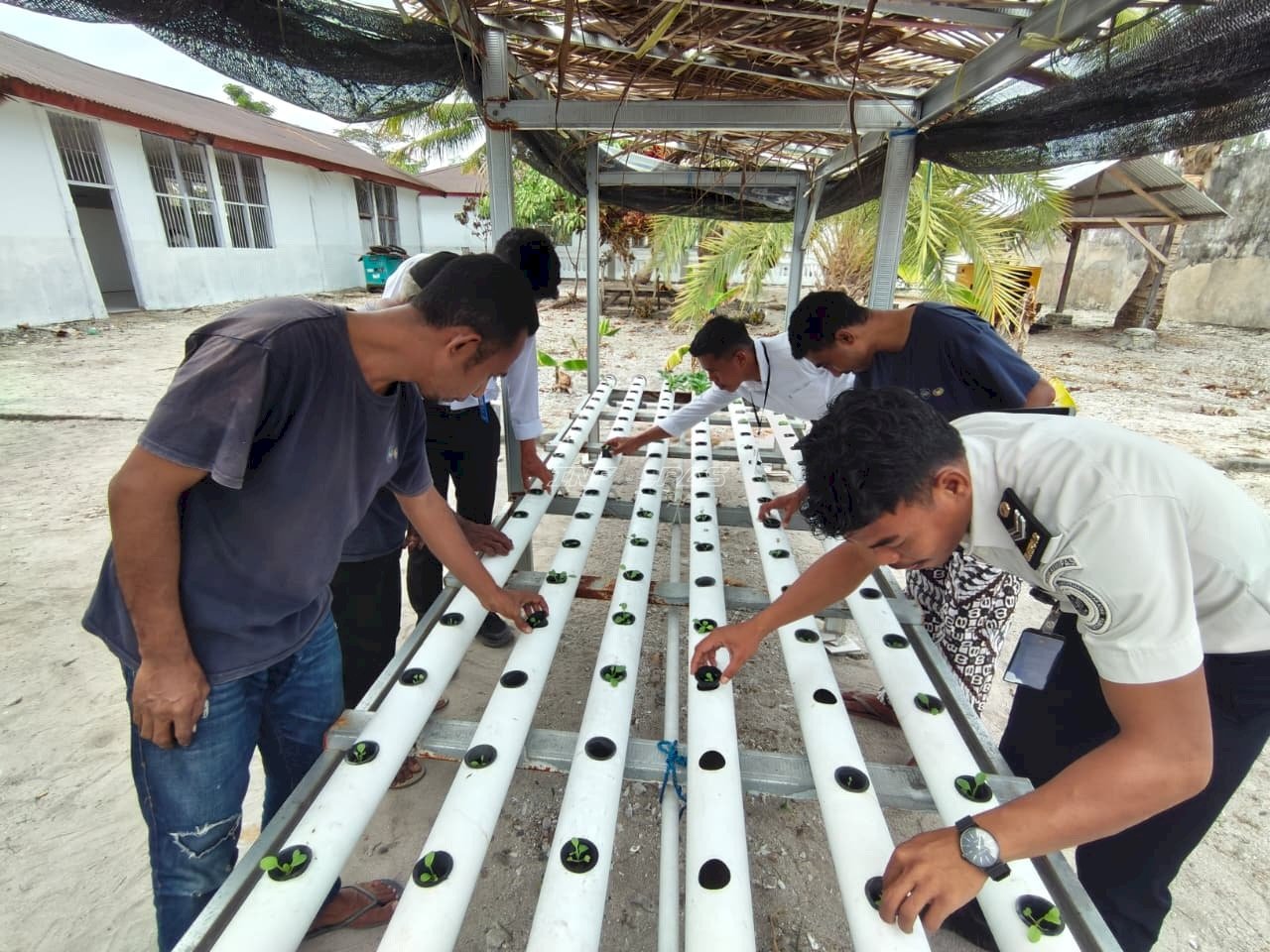 Lapas Geser Kembangkan Keterampilan Warga Binaan melalui Hidroponik Pakcoy
