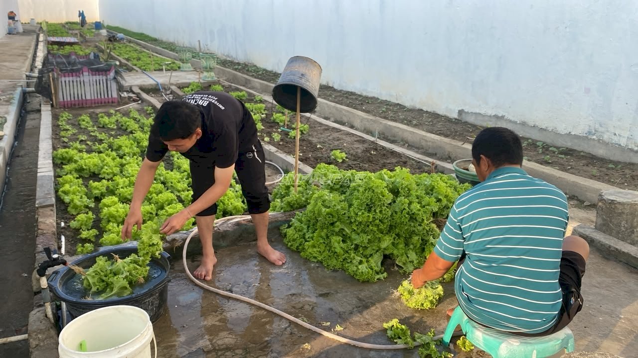 Dukung Ketahanan Pangan, Rutan Majene Suplai 30 Kilogram Selada ke Dapur MBG