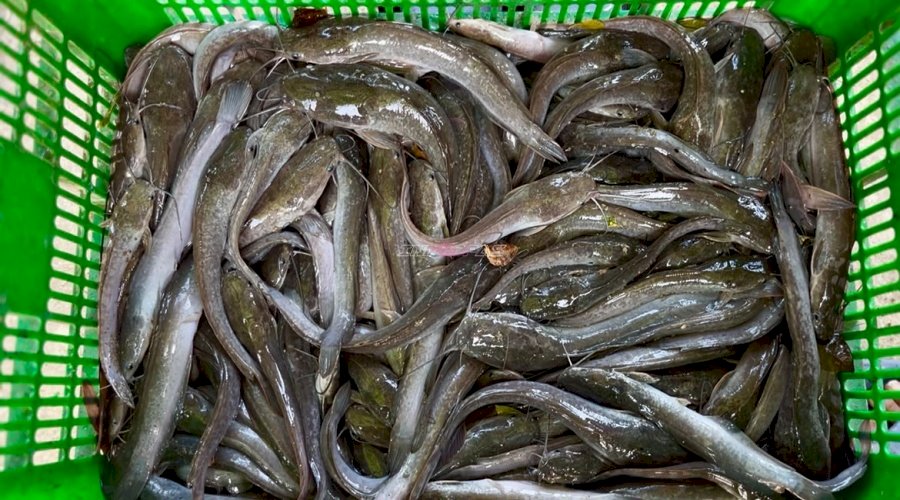 Panen 26 Kilogram Lele, Bukti Produktivitas Warga Binaan Lapas Kotabaru