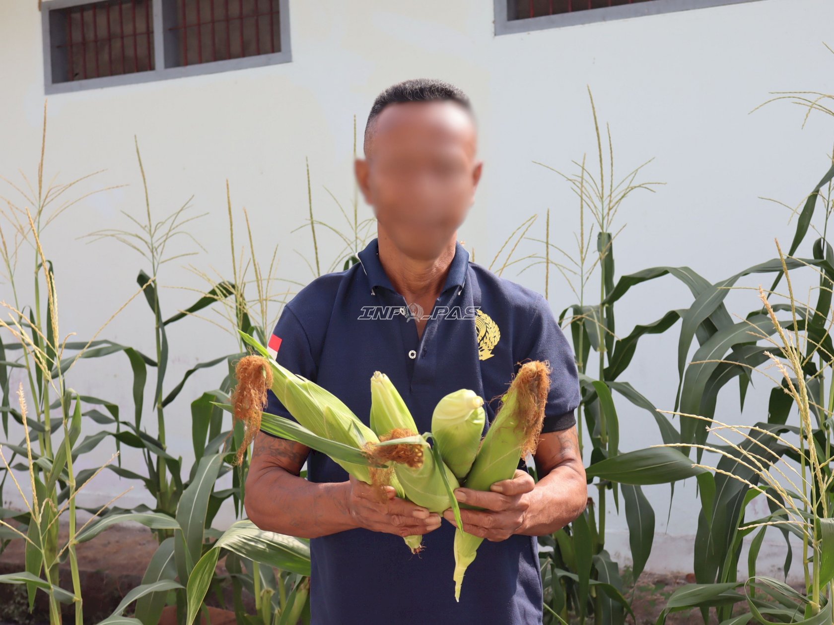 Ubah Lahan Kosong Jadi Produktif, Lapas Ambon Panen 50 Kg Jagung