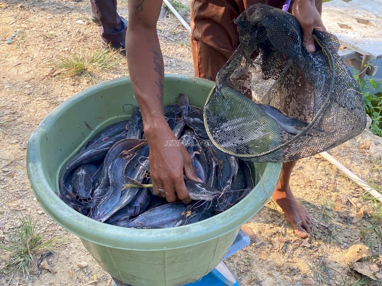 Panen Lele Capai 45 Kg, WBP Rutan Unaaha Tunjukkan Hasil Pembinaan Produktif