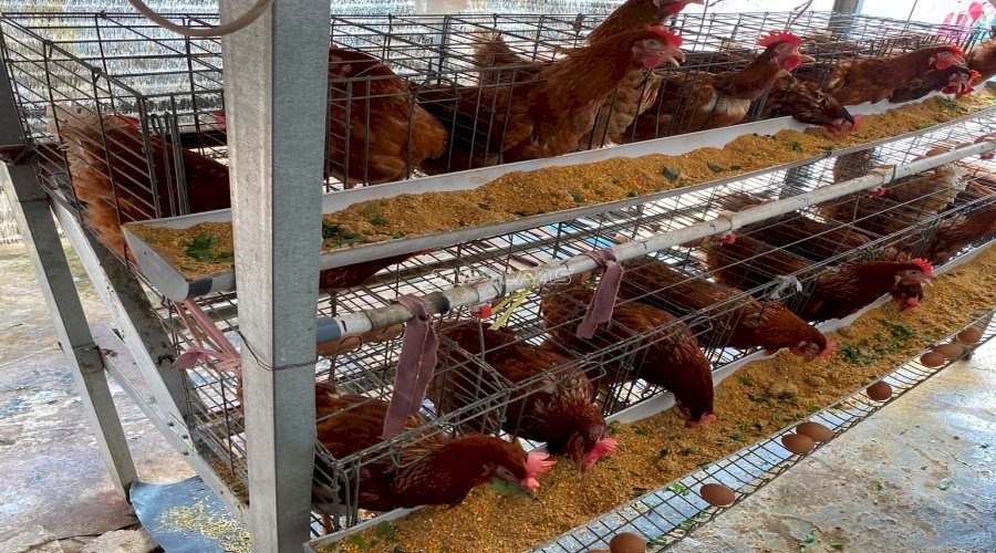Belajar Mandiri Pangan dengan Kegiatan Ternak Ayam Petelur di Lapas Perempuan Palembang