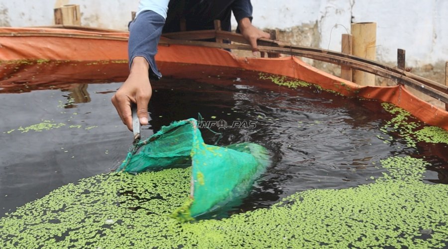 Lapas Batulicin Panen Azolla, Dorong Kemandirian Pakan dan Tekan Biaya Ternak