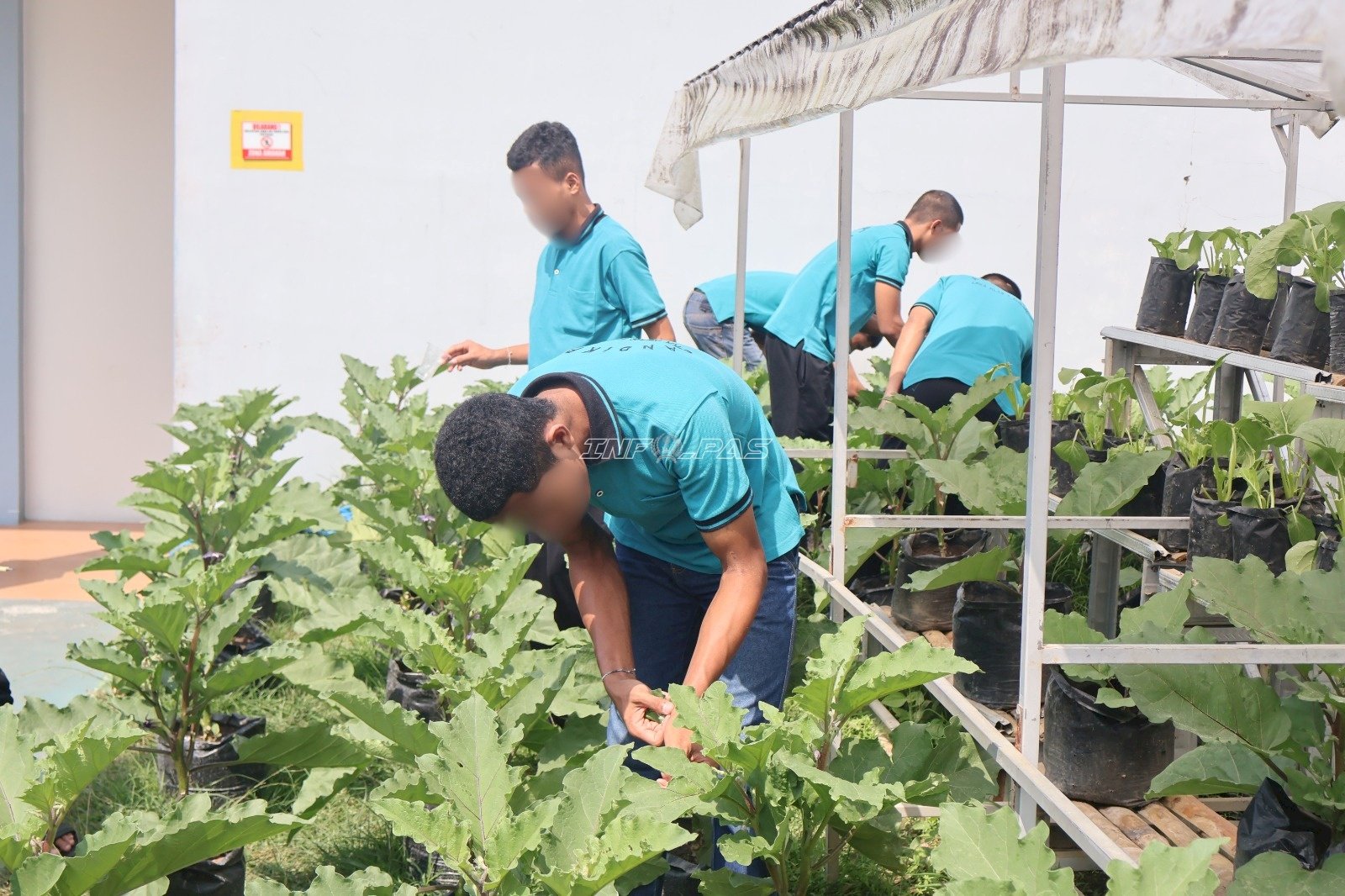 LPKA Ambon Latih Anak Binaan Budi Daya Terung