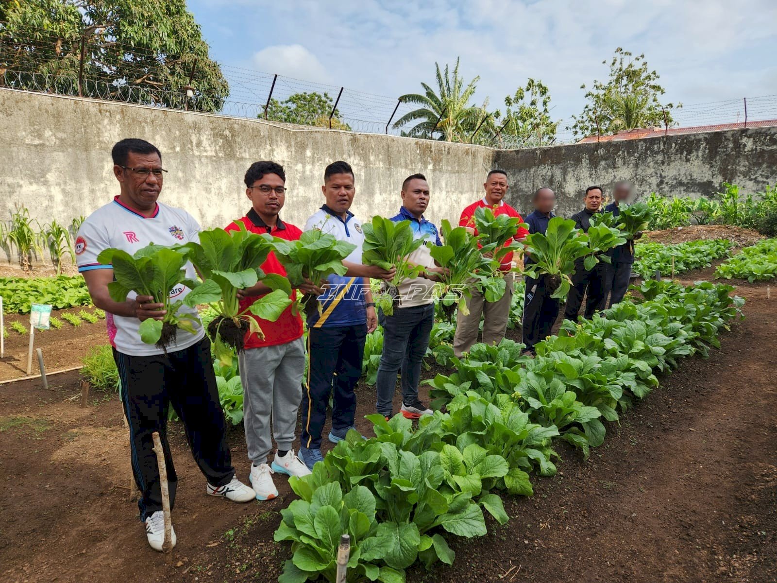 Panen 29 Kg Sawi, Lahan SAE Lapas Tual Makin Produktif