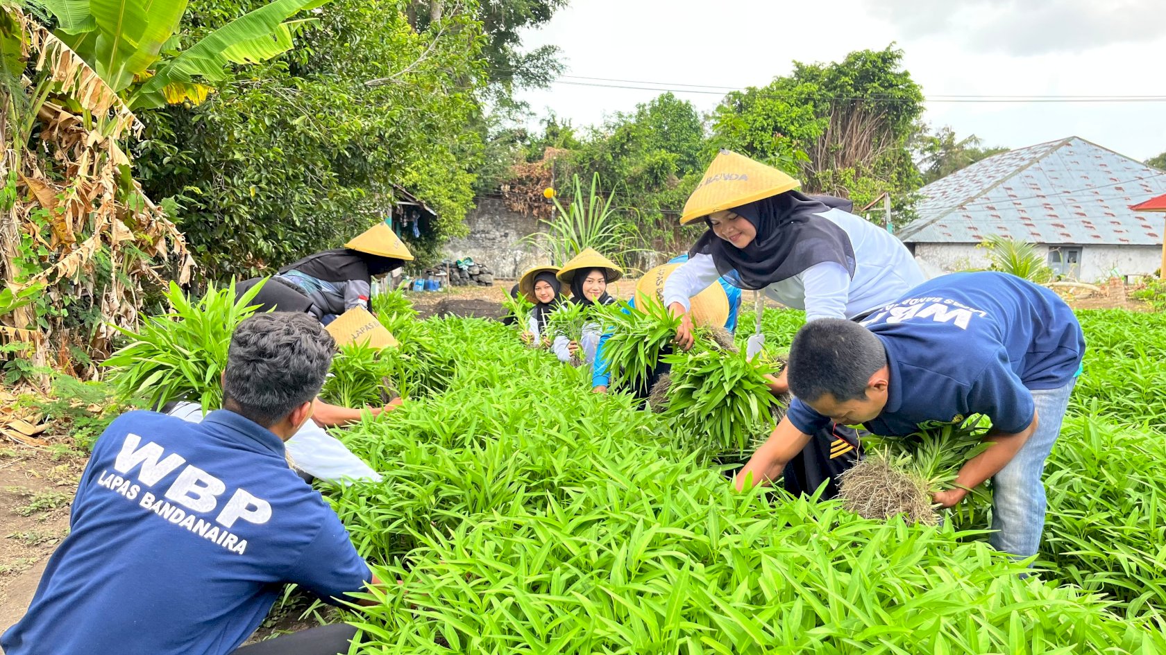 Kemarau Panjang Tak Surutkan Semangat, Lapas Bandanaira Panen 50 Ikat Kangkung dari Lahan SAE