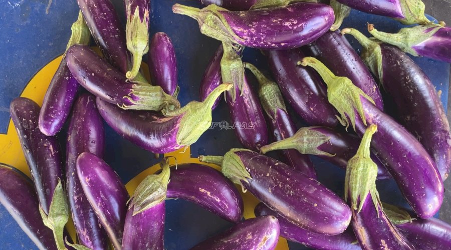 Panen Terung, Rutan Raha Libatkan Warga Binaan Dukung Ketahanan Pangan
