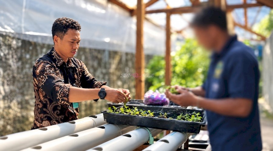 Semai Keterampilan, Warga Binaan Lapas Bandanaira Budidaya Pakcoy dan Selada Hidroponik di Area Brandgang