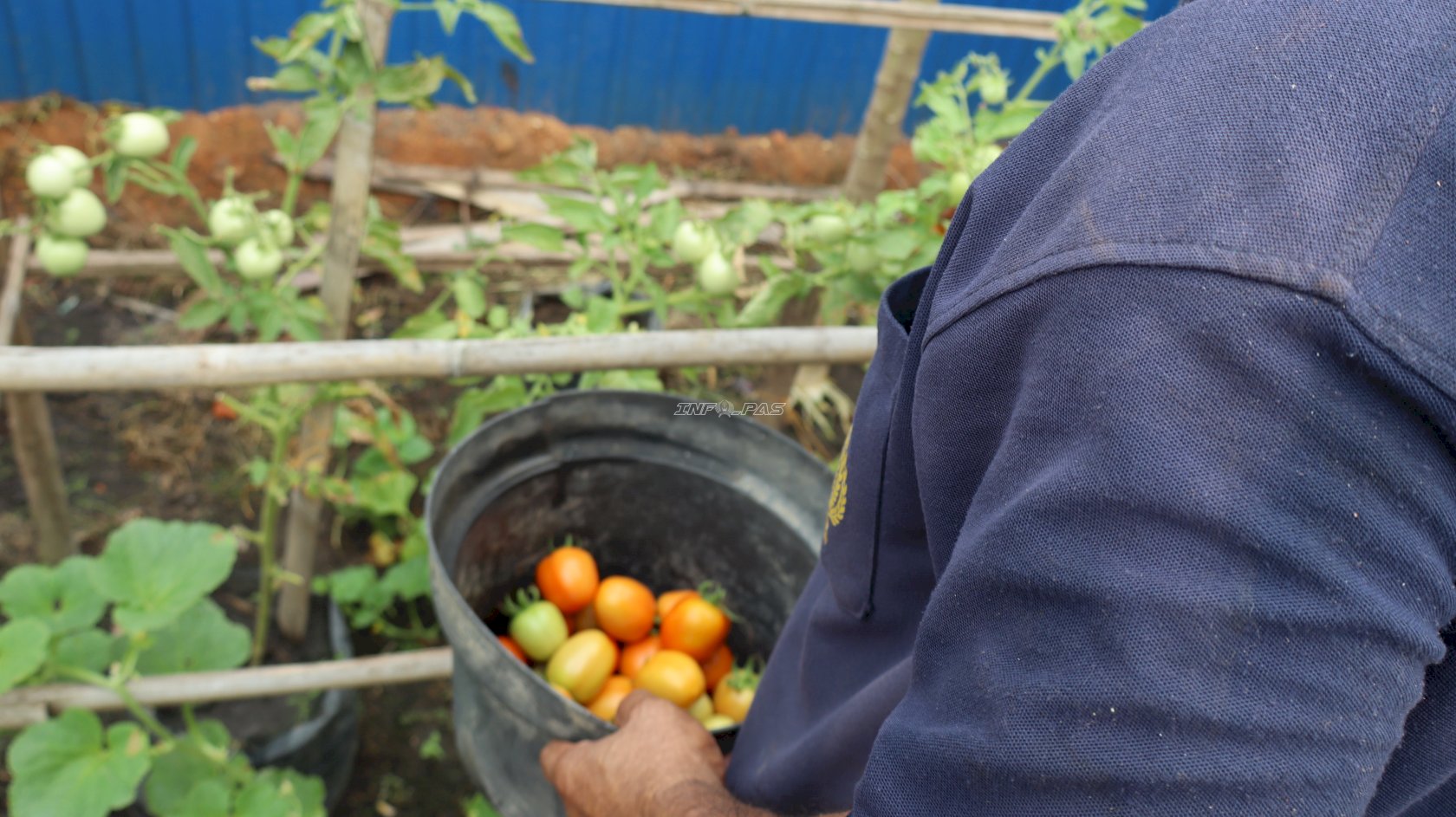 Panen Beragam Hasil Kebun, Lapas Amuntai Petik Tomat, Pare, dan Kangkung