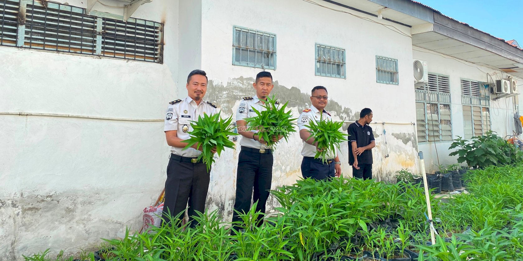 Buktikan Kemandirian Pangan, Rutan Kolaka Panen 80 Ikat Kangkung Segar  