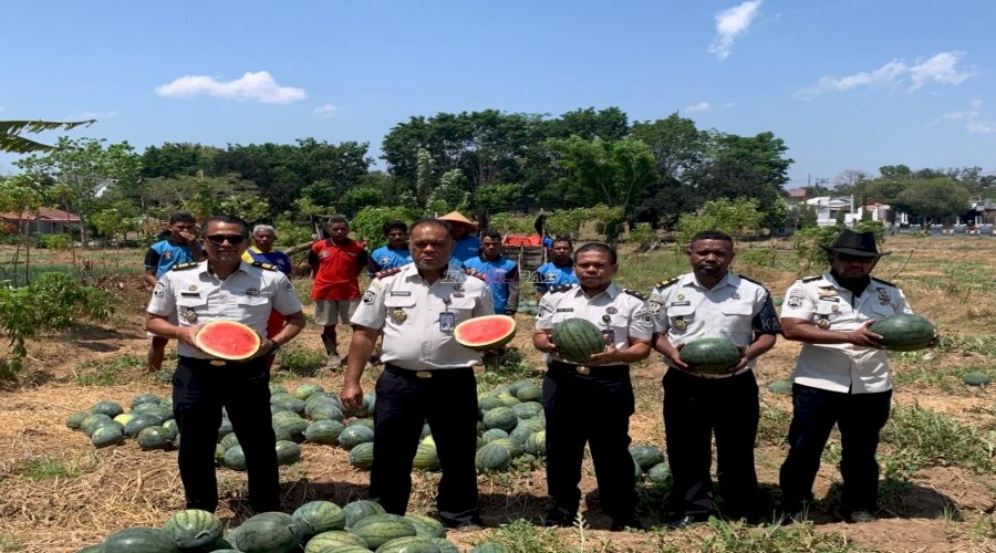 Panen 2,5 Ton Semangka, Lapas Atambua Buktikan Keberhasilan Pembinaan Kemandirian Warga Binaan