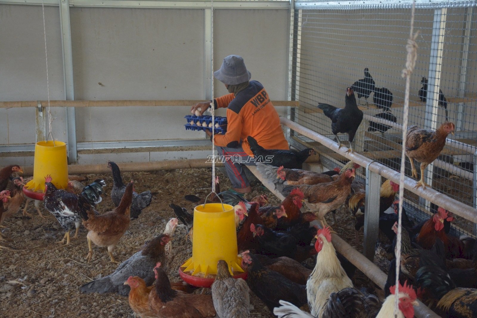 Panen Telur Setiap Hari, Lapas Terbuka Kendal Kembangkan Breeding Berbagai Jenis Ayam