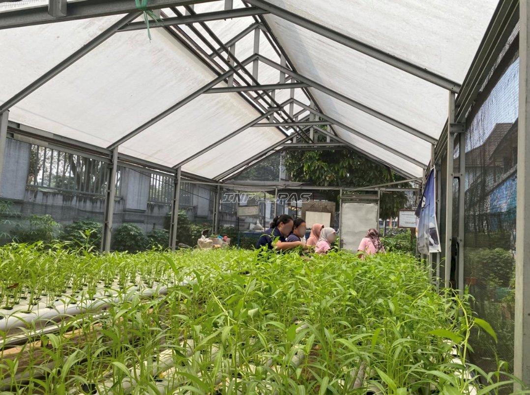 Lahan Produktif Lapas Perempuan Palembang Hasilkan 20 Ikat Kangkung