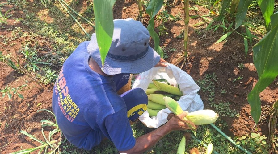 Lapas Kuningan Buktikan SAE Produktif Hasilkan 300 Kg Jagung