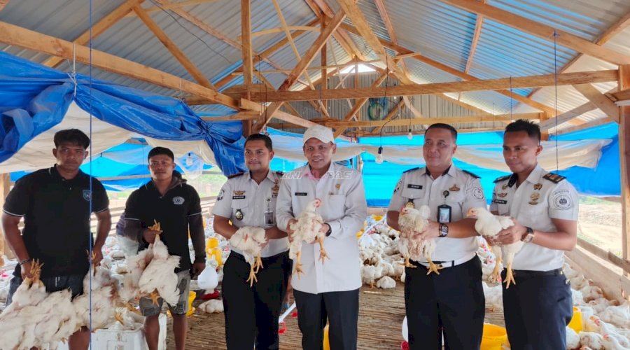 Kanwil Ditjenpas Sultra Panen 1,6 Ton Ayam Pedaging di SAE Nanga-Nanga Rutan Kendari