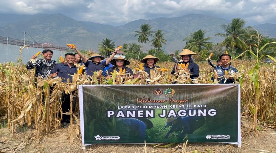 Warga Binaan Produktif, Lapas Perempuan Palu Sukses Panen Satu Ton Jagung 