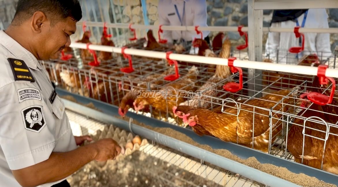 Panen Perdana Budi Daya Ayam Petelur, Warga Binaan Lapas Kotabaru Hasilkan 29 Butir Telur
