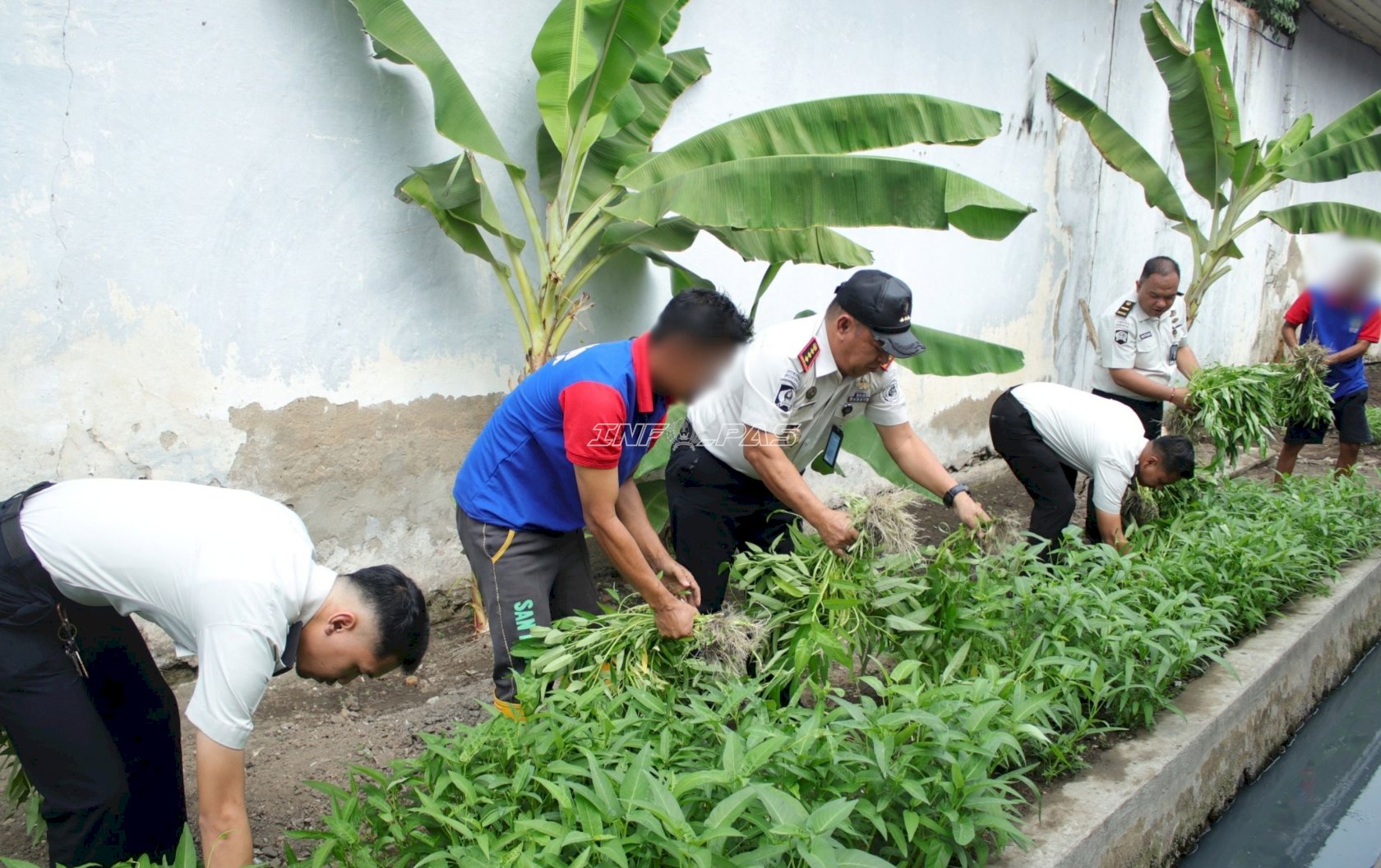 Manfaatkan Lahan Brandgang, Lapas Banjarmasin Panen 48,5 Kg Kangkung