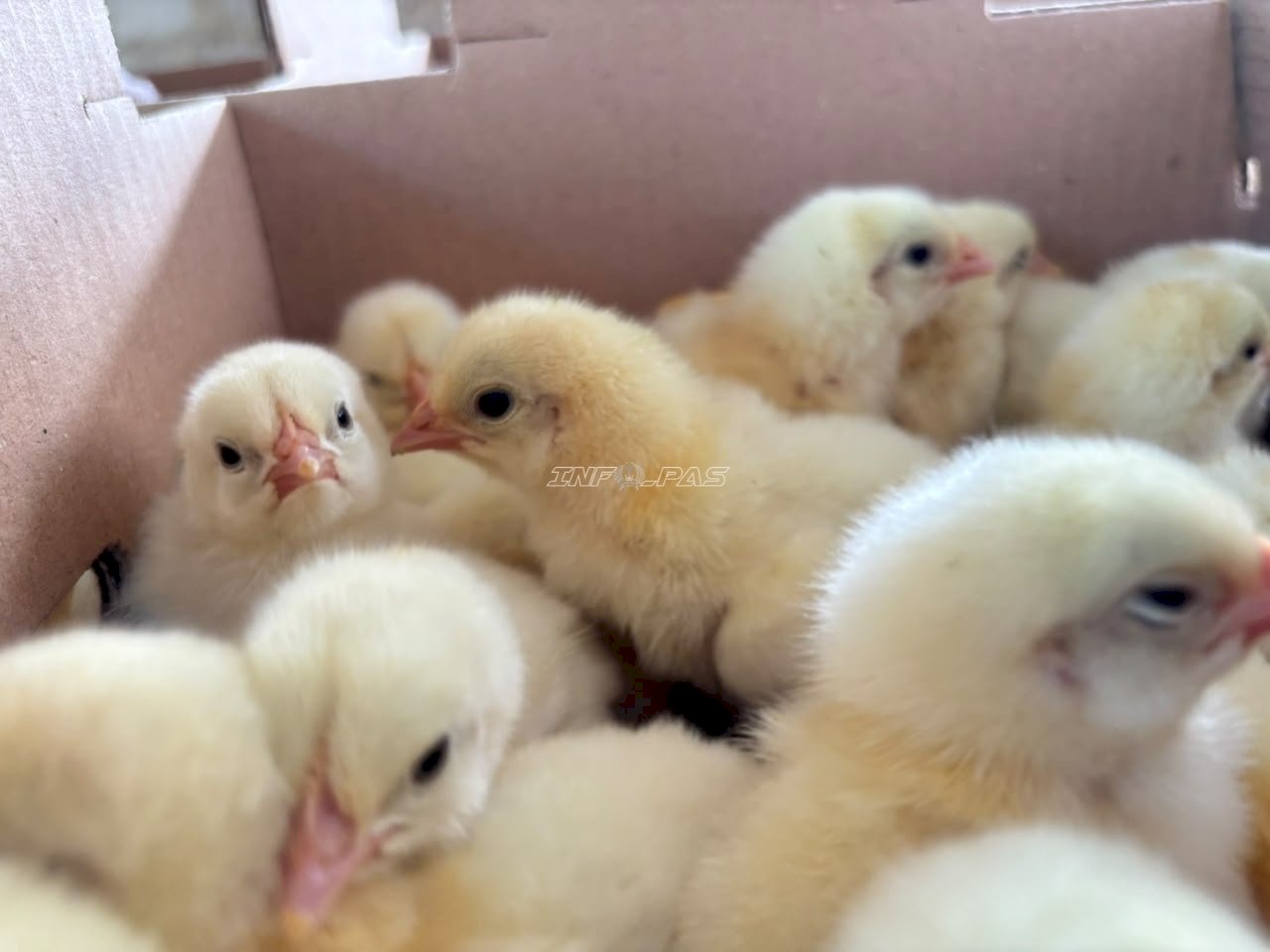 Perkuat Budi Daya Ayam Pedaging, Lapas Amuntai Tambah 100 DOC