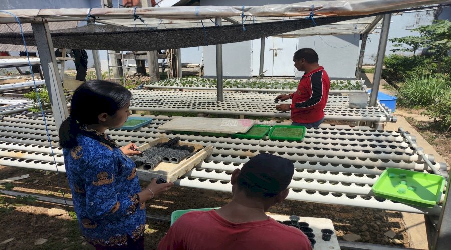 Budidaya Selada Hidroponik Perkaya Keterampilan Warga Binaan Lapas Kendari