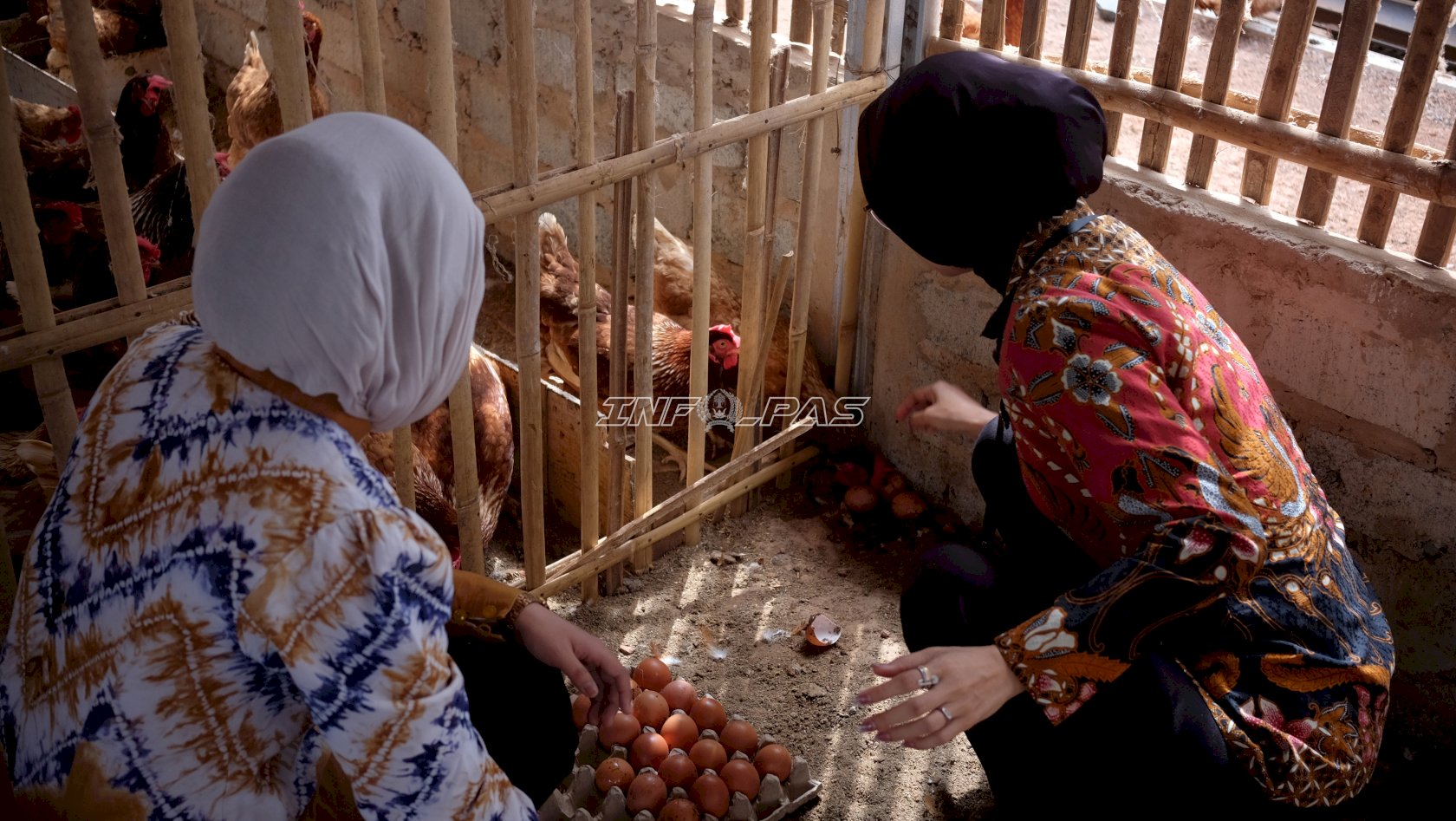 Budi Daya Ayam Petelur Berbuah Hasil, Lapas Batulicin Panen 297 Butir Telur