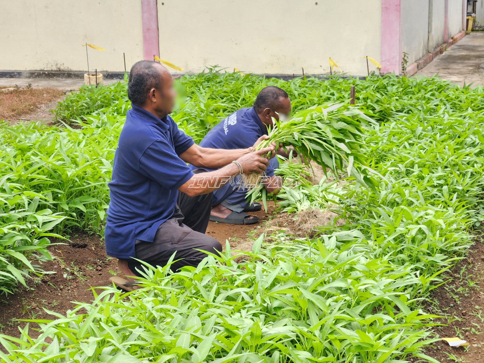 Lapas Tual Panen 24 Kilogram Kangkung Hasil Budi Daya Warga Binaan