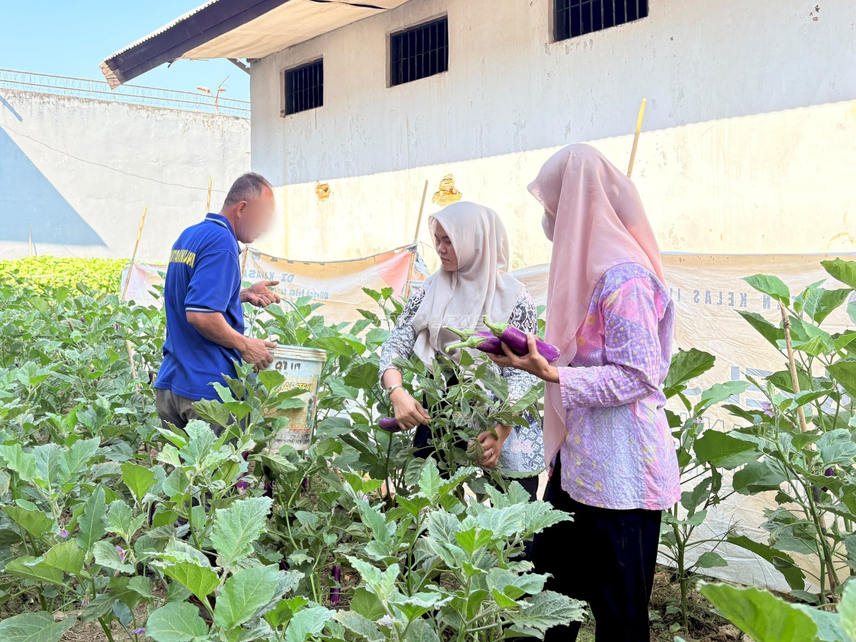 Rutan Unaaha Panen 4 Kg Terung dari Program Pembinaan Kemandirian