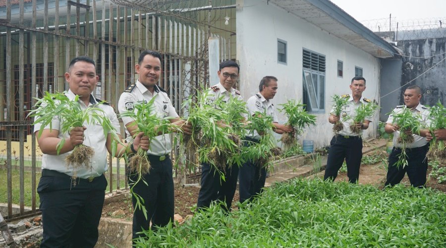 Lapas Tanjungpandan Penuhi Kebutuhan Warga Binaan melalui Panen 60 Kg Kangkung dari Lahan Brandgang