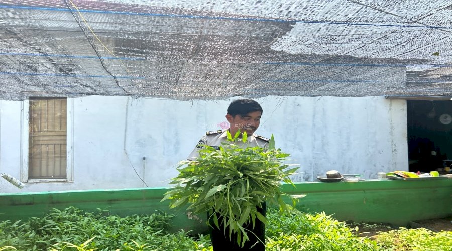 Panen Kangkung, Rutan Rantau Maksimalkan Lahan Terbatas Jadi Produktif