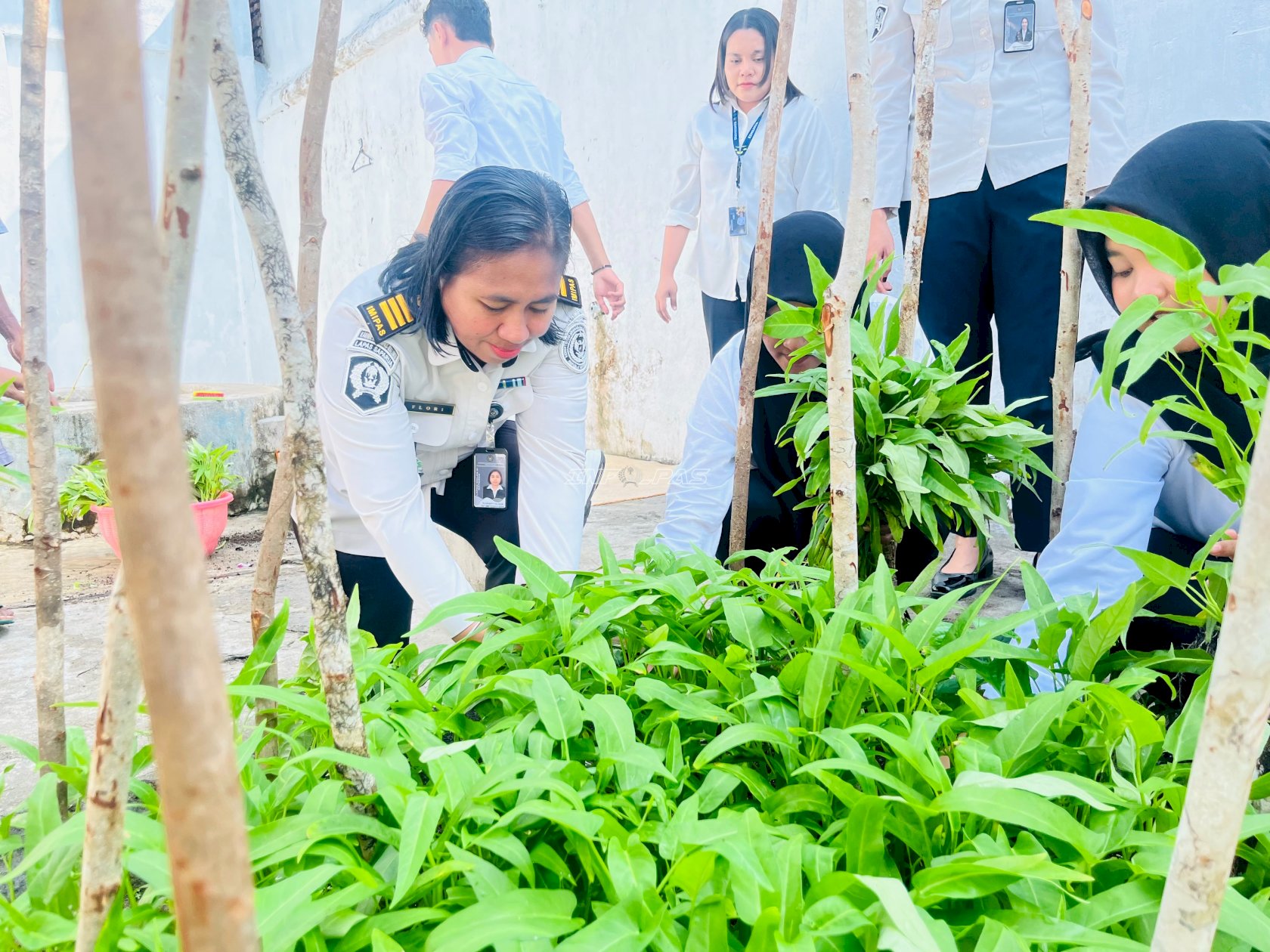 Panen 13 Ikat Kangkung, Lapas Saparua Dukung Ketahanan Pangan