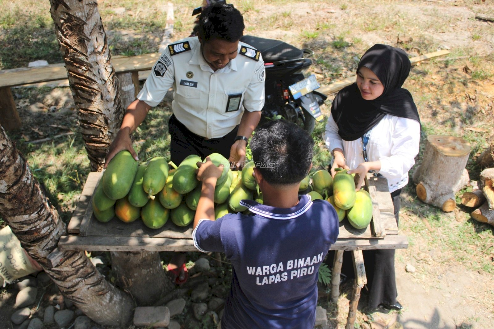 Panen 28 Pepaya California, Lapas Piru Kembangkan Kebun Kemandirian Warga Binaan