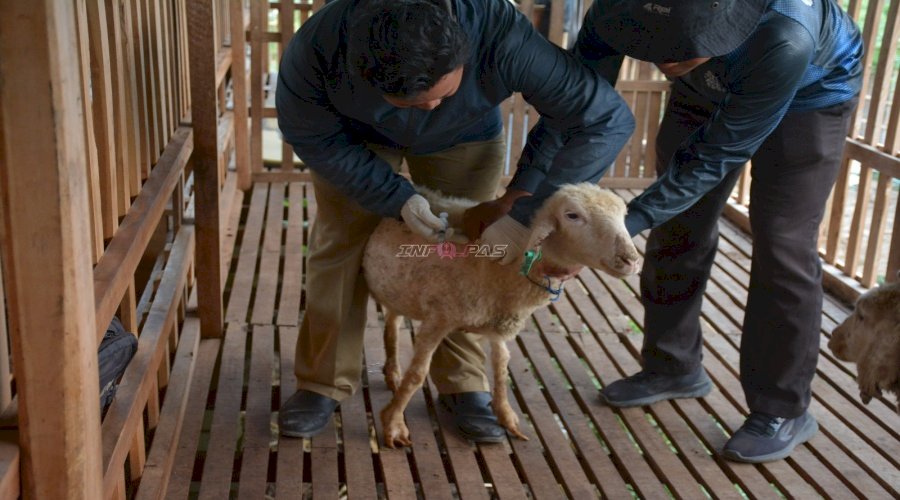 Pastikan Kesehatan Domba, Lapas Terbuka Kendal Lakukan Pemeriksaan dan Pengobatan