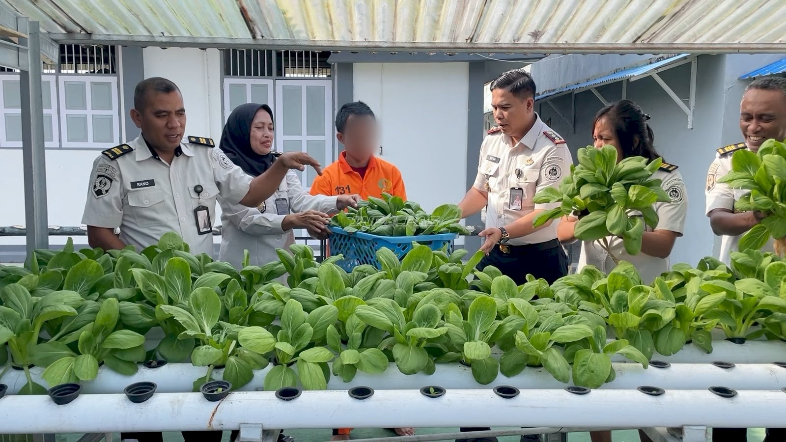 Panen 17 Kg Pakcoy, Rutan Ambon Dorong Kemandirian Warga Binaan
