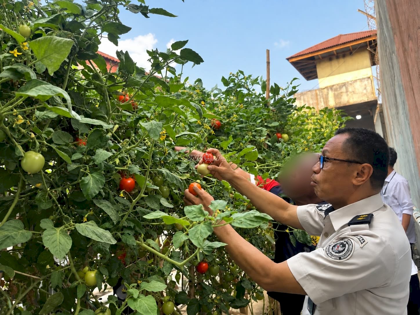 Geliat Kebun Lapas Wahai Pascakemarau, Panen 10 Kg Tomat Segar