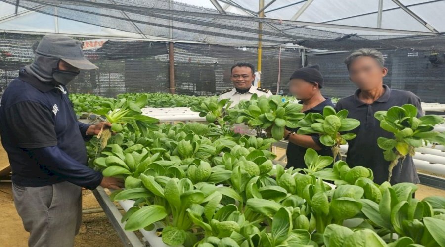 Panen 37 Kg Pakcoy, Lapas Pangkalpinang Siap Dipasarkan ke Mitra Acing Fresh