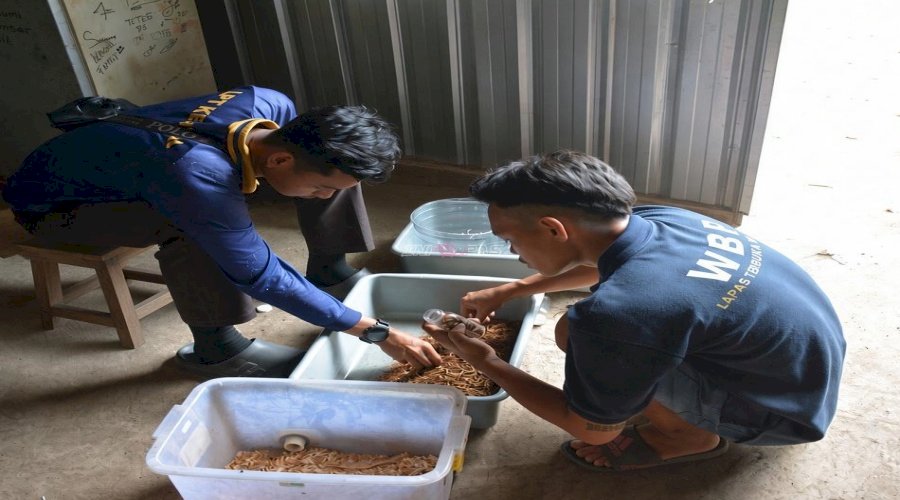 Kreatif dan Produktif, Lapas Terbuka Kendal Sulap Maggot Jadi Produk Bernilai Ekonomi