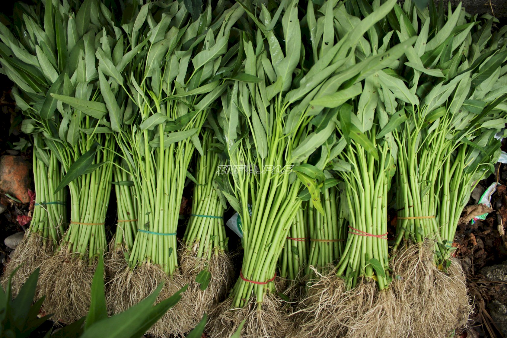 Panen 40 Ikat Kangkung, Lapas Piru Dorong Produktivitas Warga Binaan
