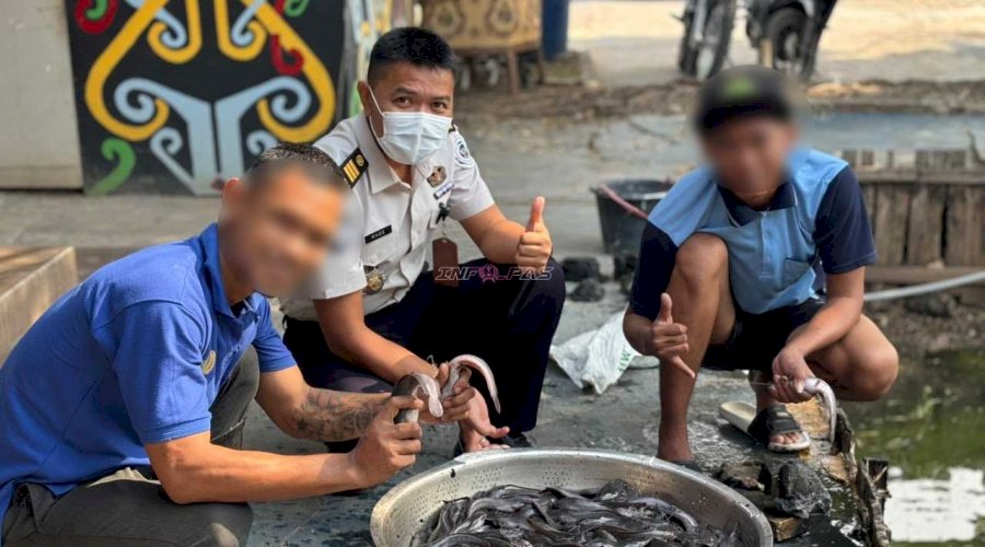 Rutan Marabahan Sukses Panen Lele, Daun Singkokng, dan Kangkung