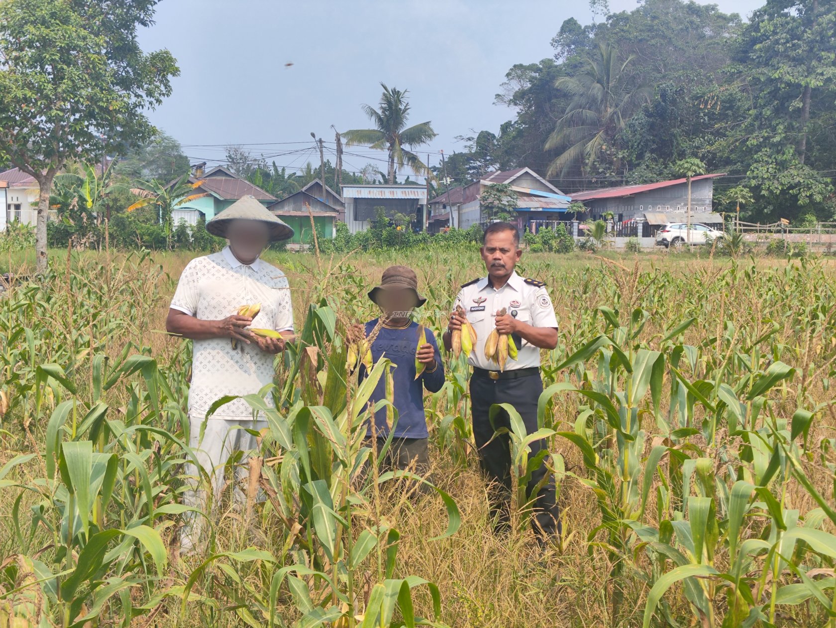 Dukung Ketahanan Pangan, Lapas Kendari Panen Jagung di Lahan Produktif