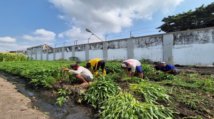 Brandgang Lapas Malang Terus Produktif, Warga Binaan Panen 224 Kg Kangkung