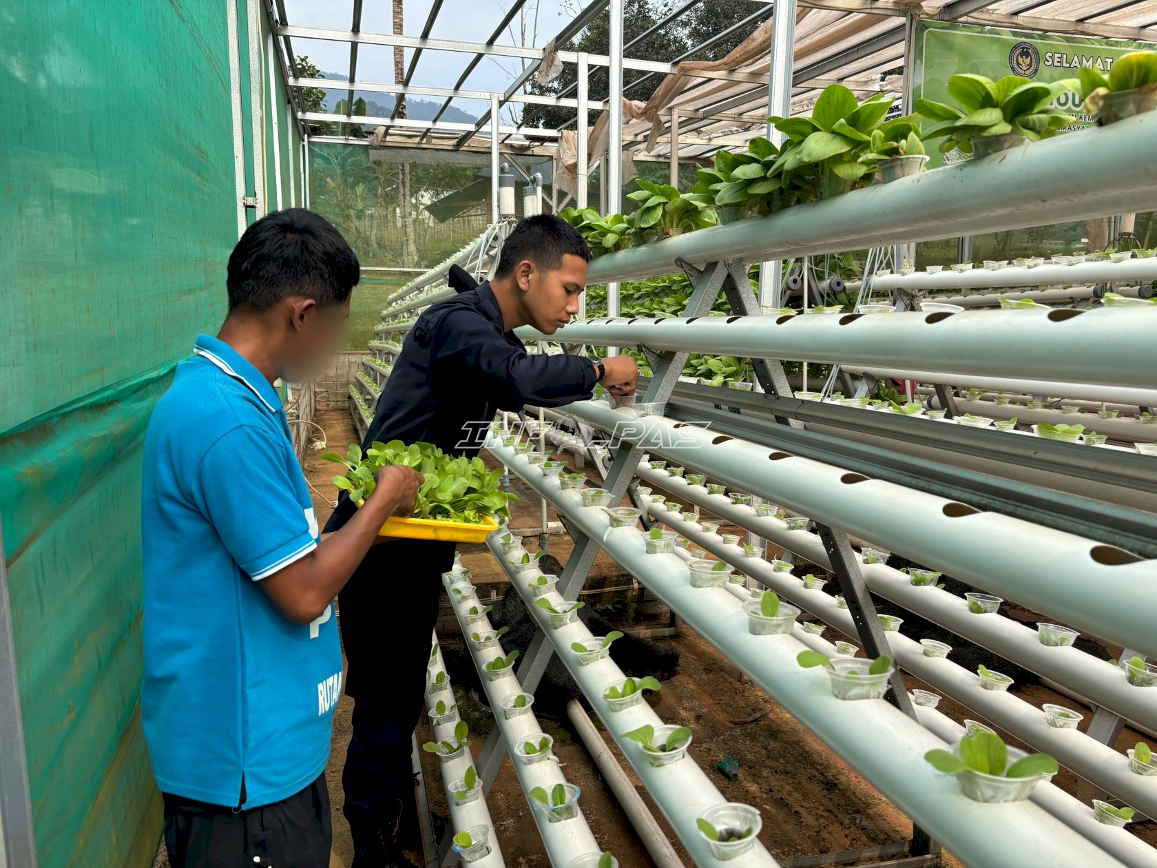 Budi Daya Sayuran Hidroponik, Lapas Kolonodale Bekali Warga Binaan Keterampilan Produktif