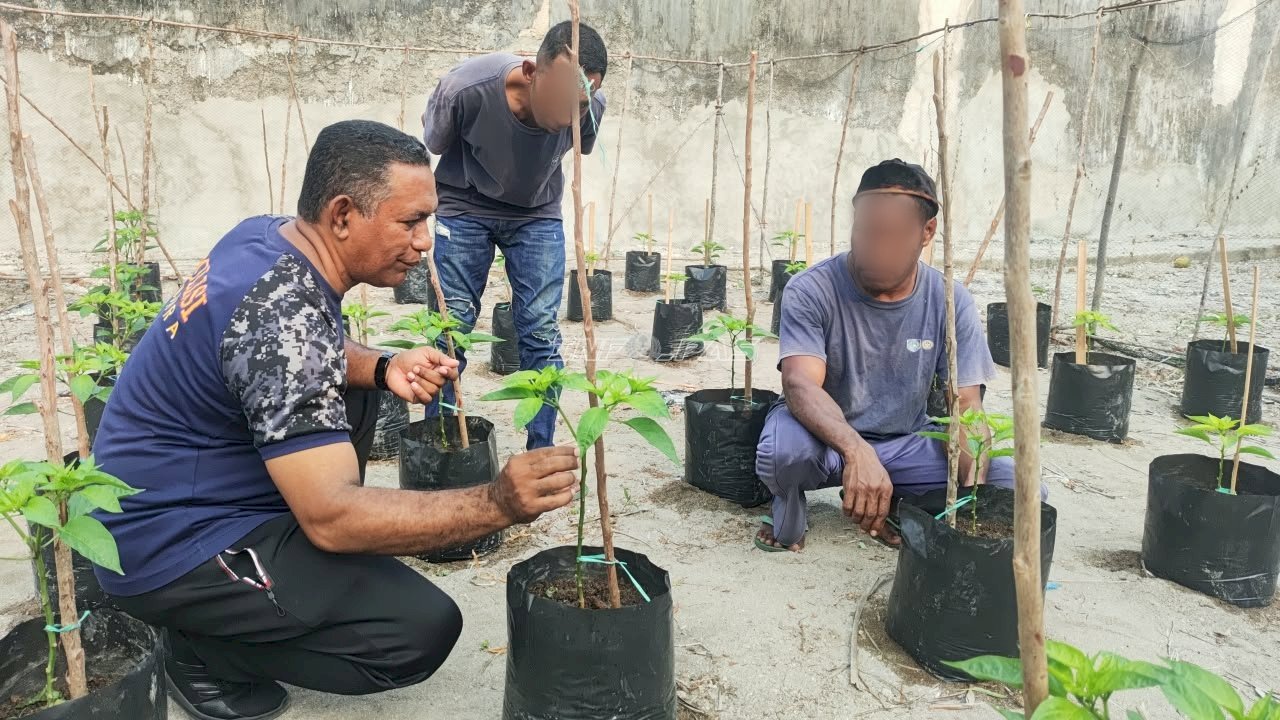 Lapas Geser Optimalkan Pembinaan Kemandirian lewat Budi Daya Cabai