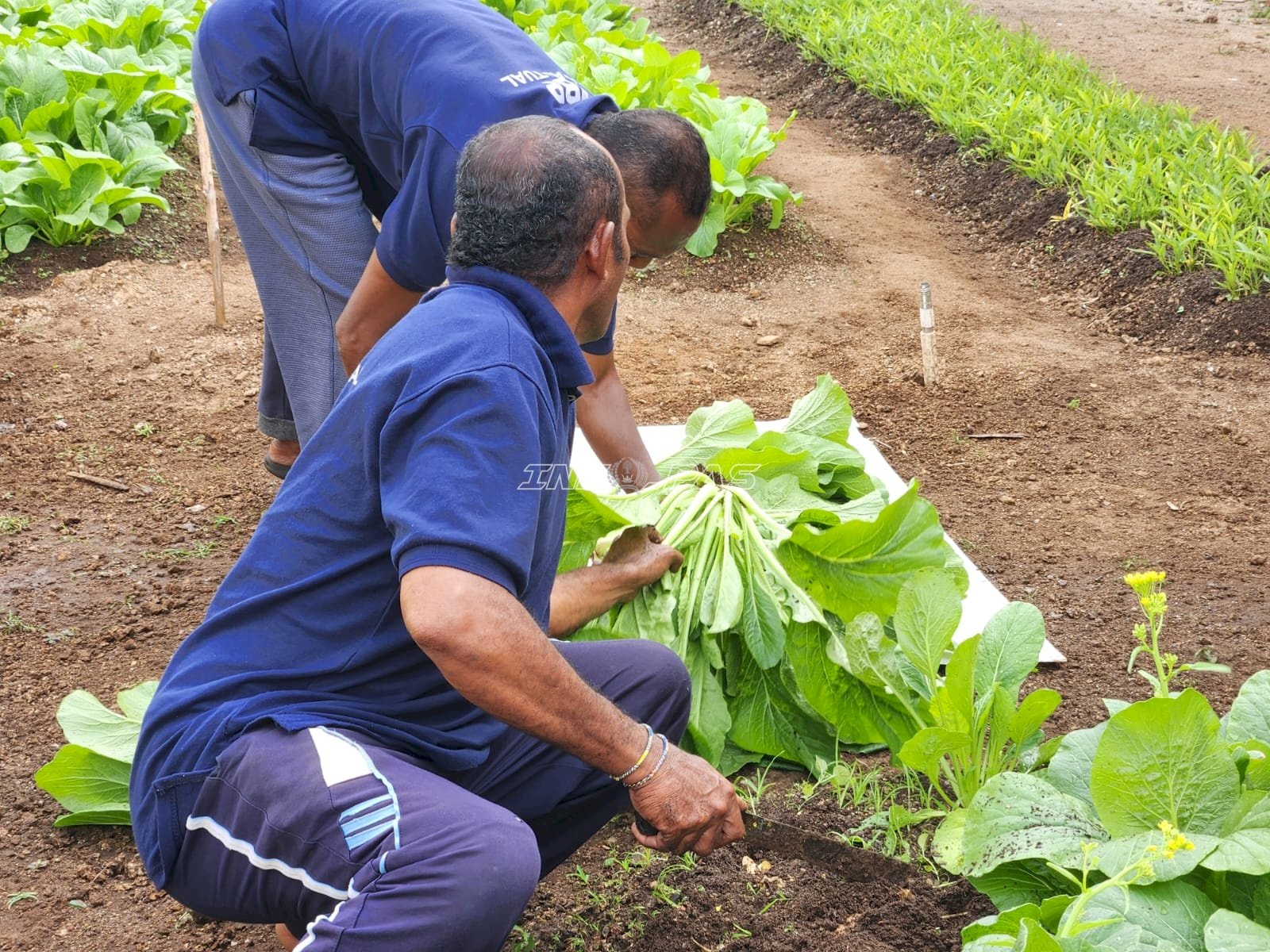 Lapas Tual Panen 27 Kilogram Sawi dari Lahan Asimilasi