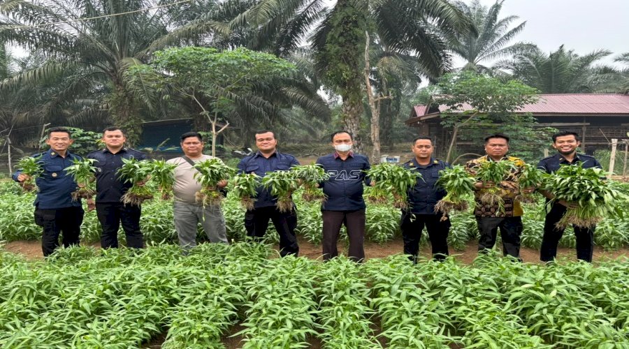 Panen Kangkung Jadi Bukti Nyata Pembinaan Kemandirian di Lapas Muara Tebo