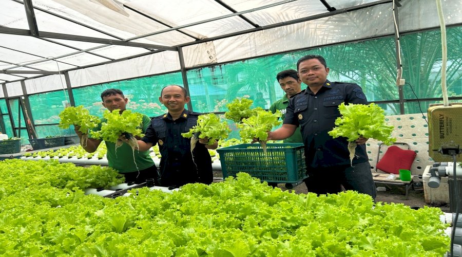 Panen 90 Bungkus Selada, Lapas Luwuk Perluas Jangkauan Pemasaran hingga Pasar Simpong